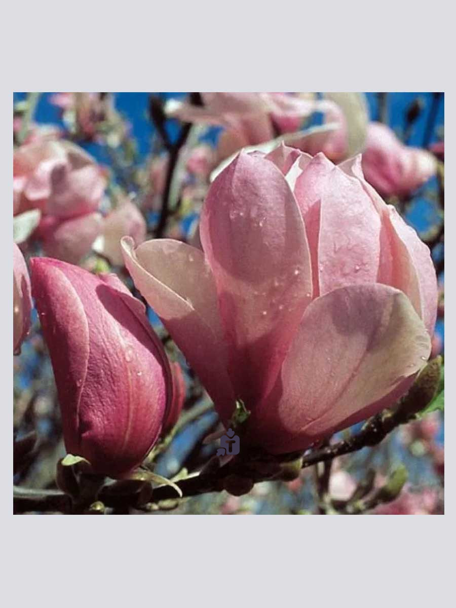 magnoliia-pinki_12071.jpg