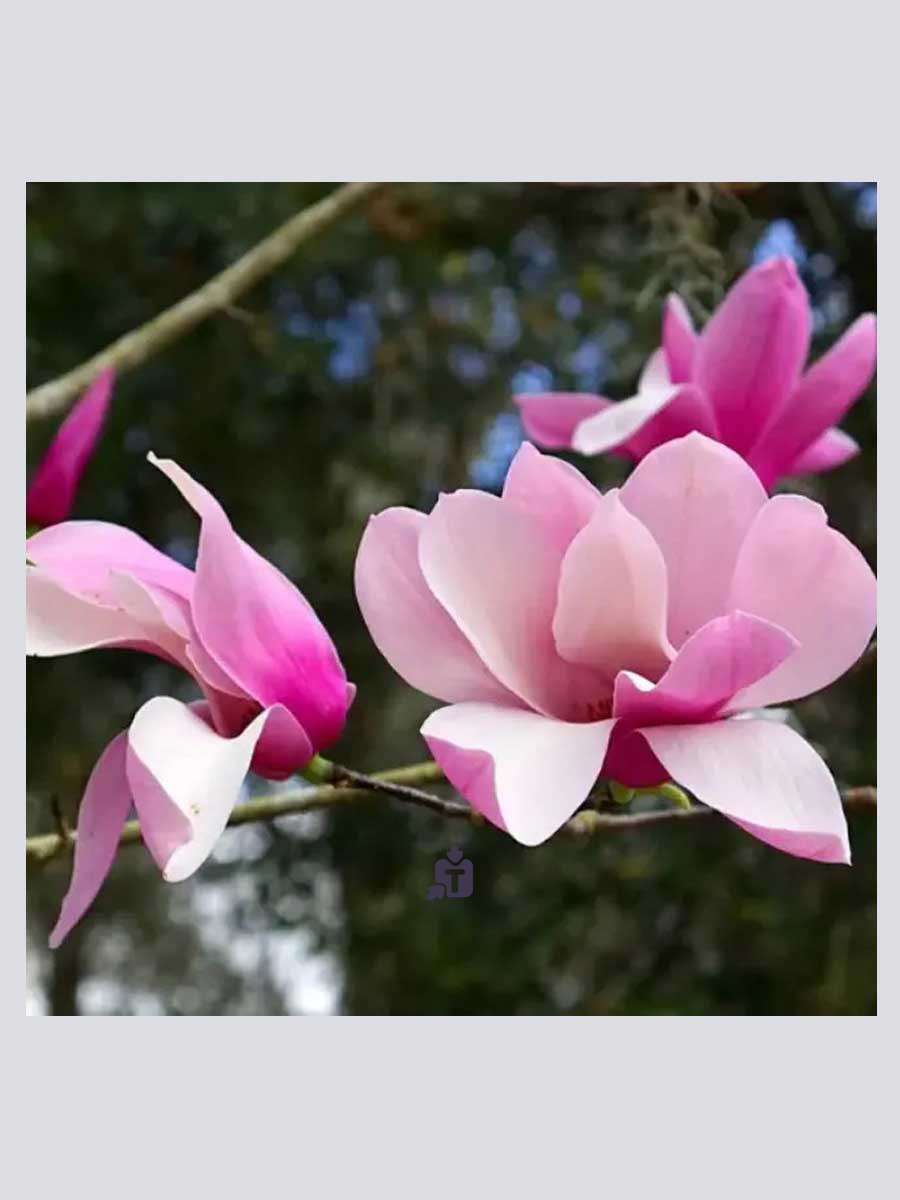 magnoliia-rikki_41848.jpg
