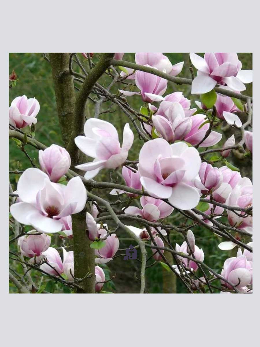 magnoliia-sulanza-pikard-sandei_32788.jpg