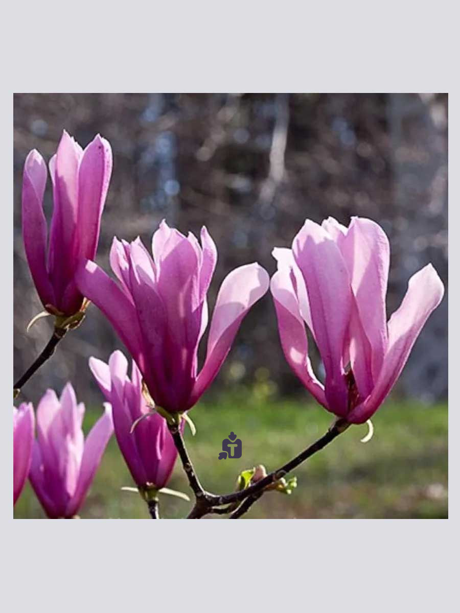 magnoliia-dzudi_9041.jpg