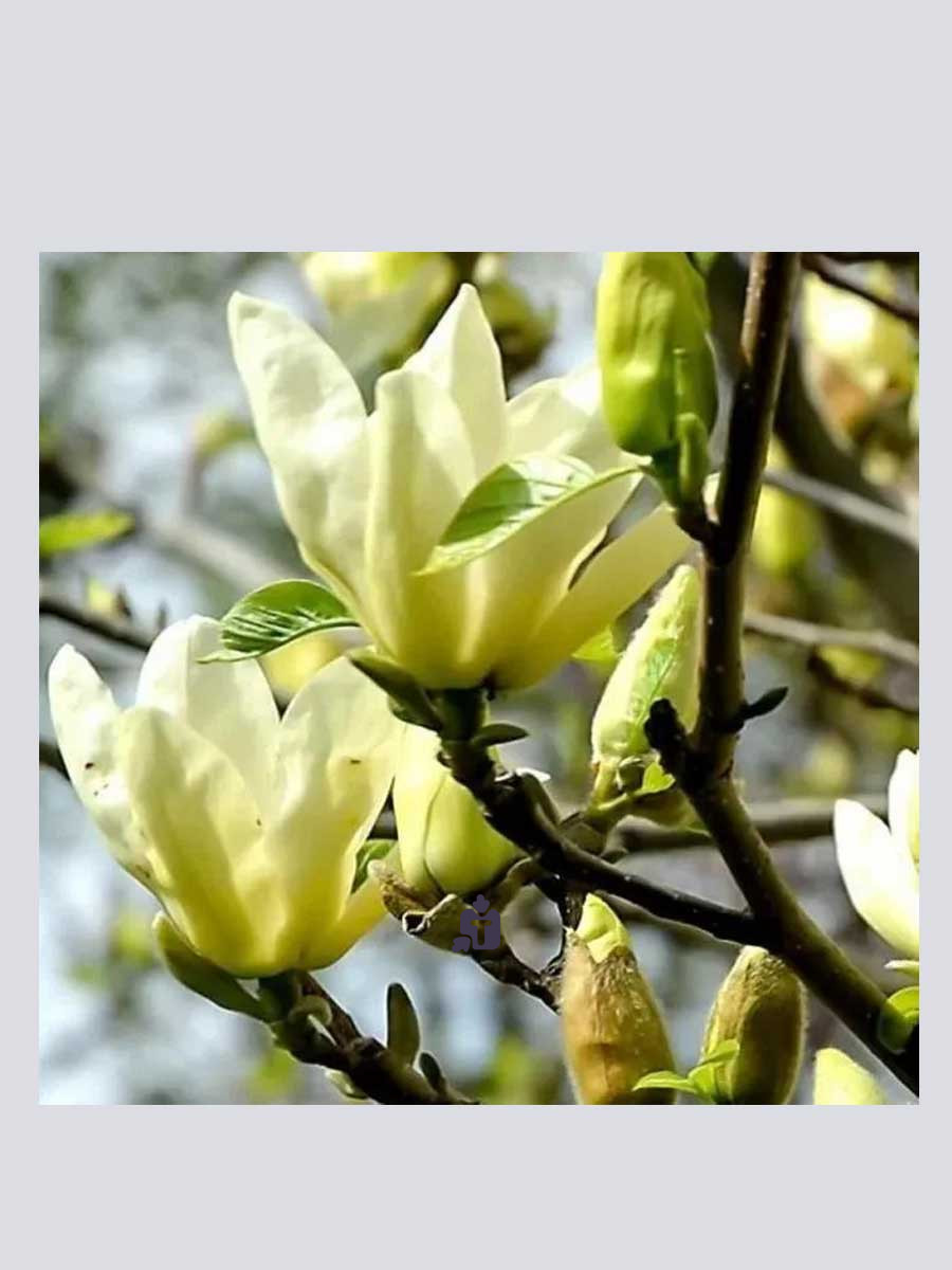 magnoliia-ellou-lantern_71516.jpg