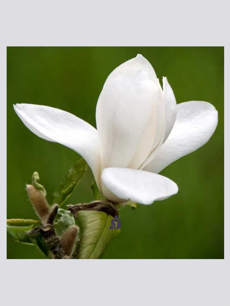 magnoliia-lebnera-donna_61365.jpg