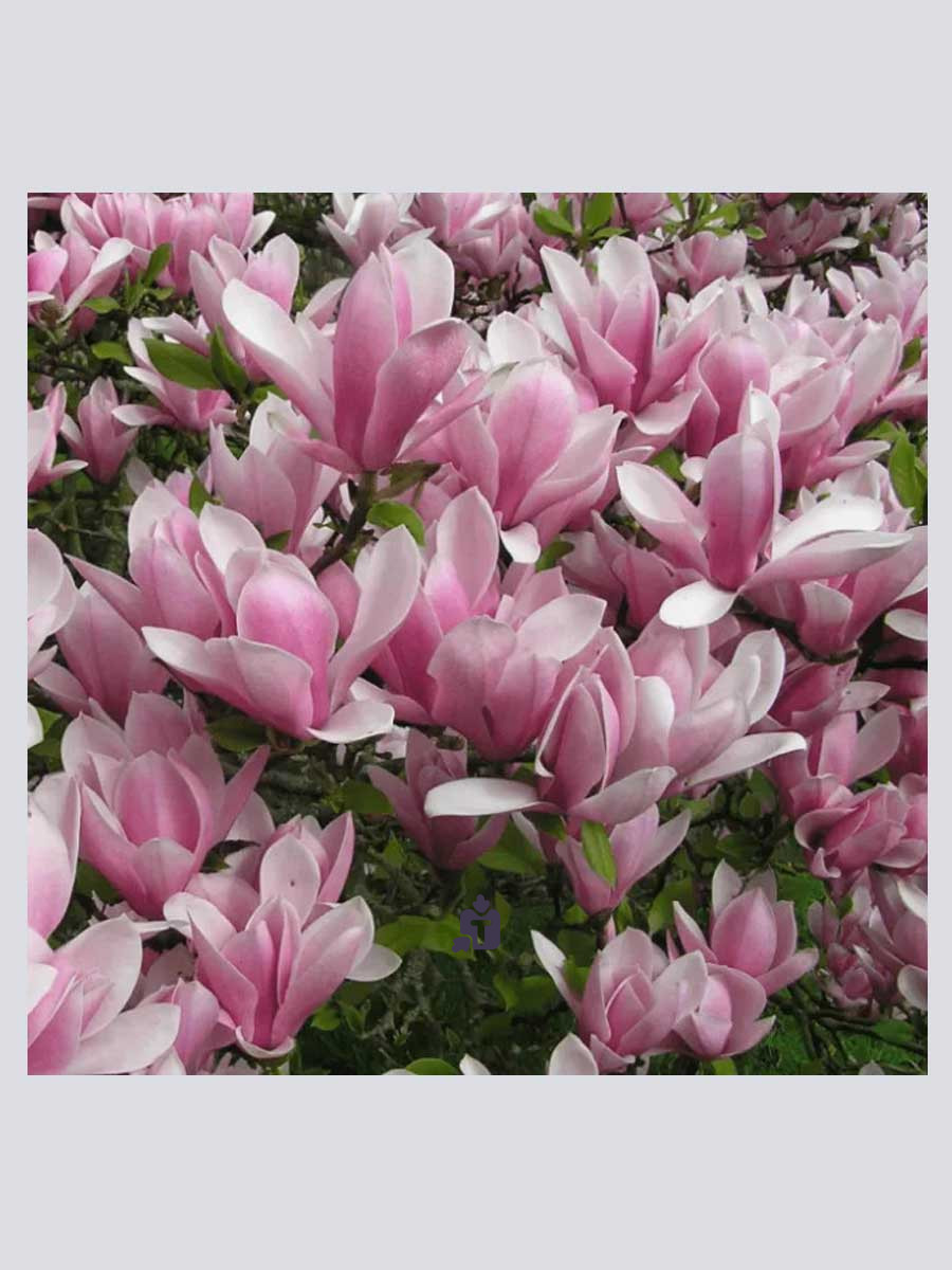 magnoliia-xeven-scent_91205.jpg