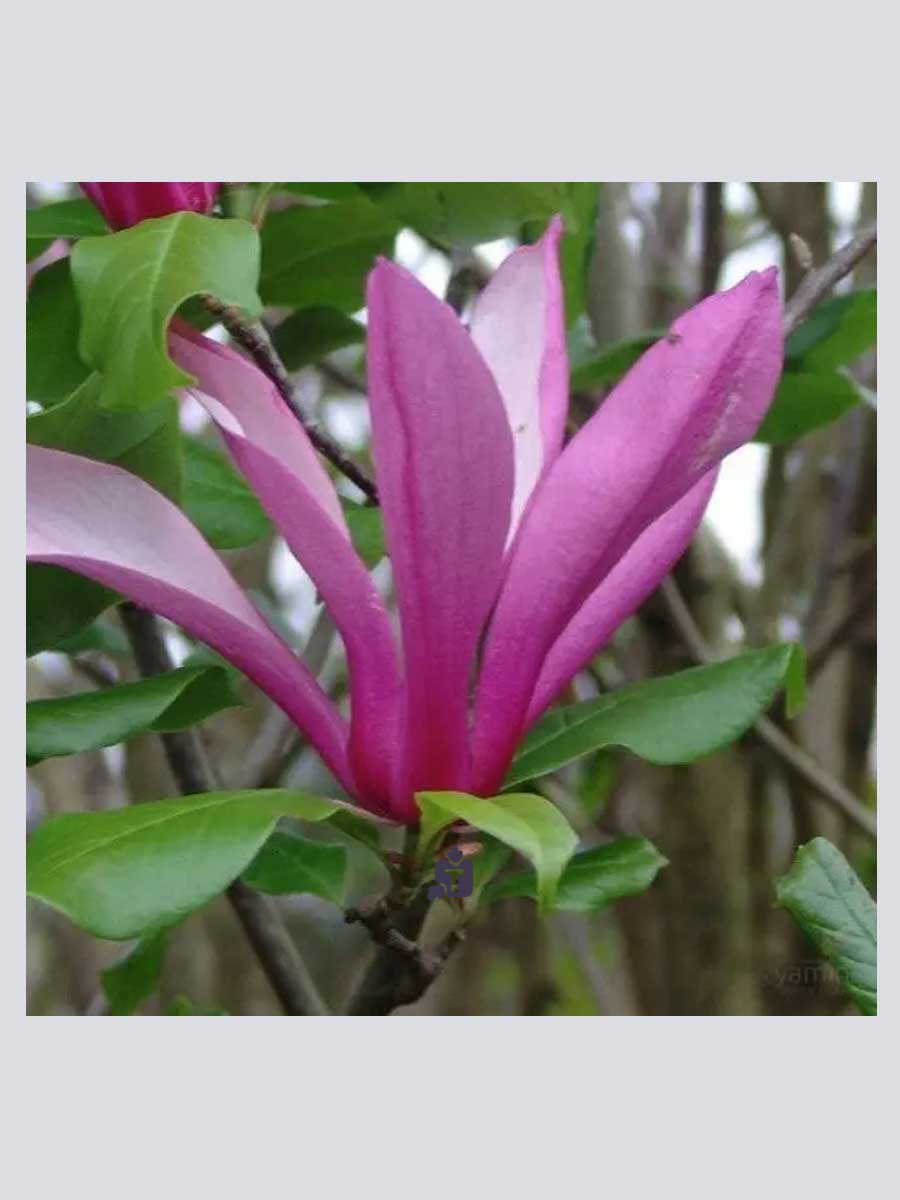magnoliia-orxid_36121.jpg